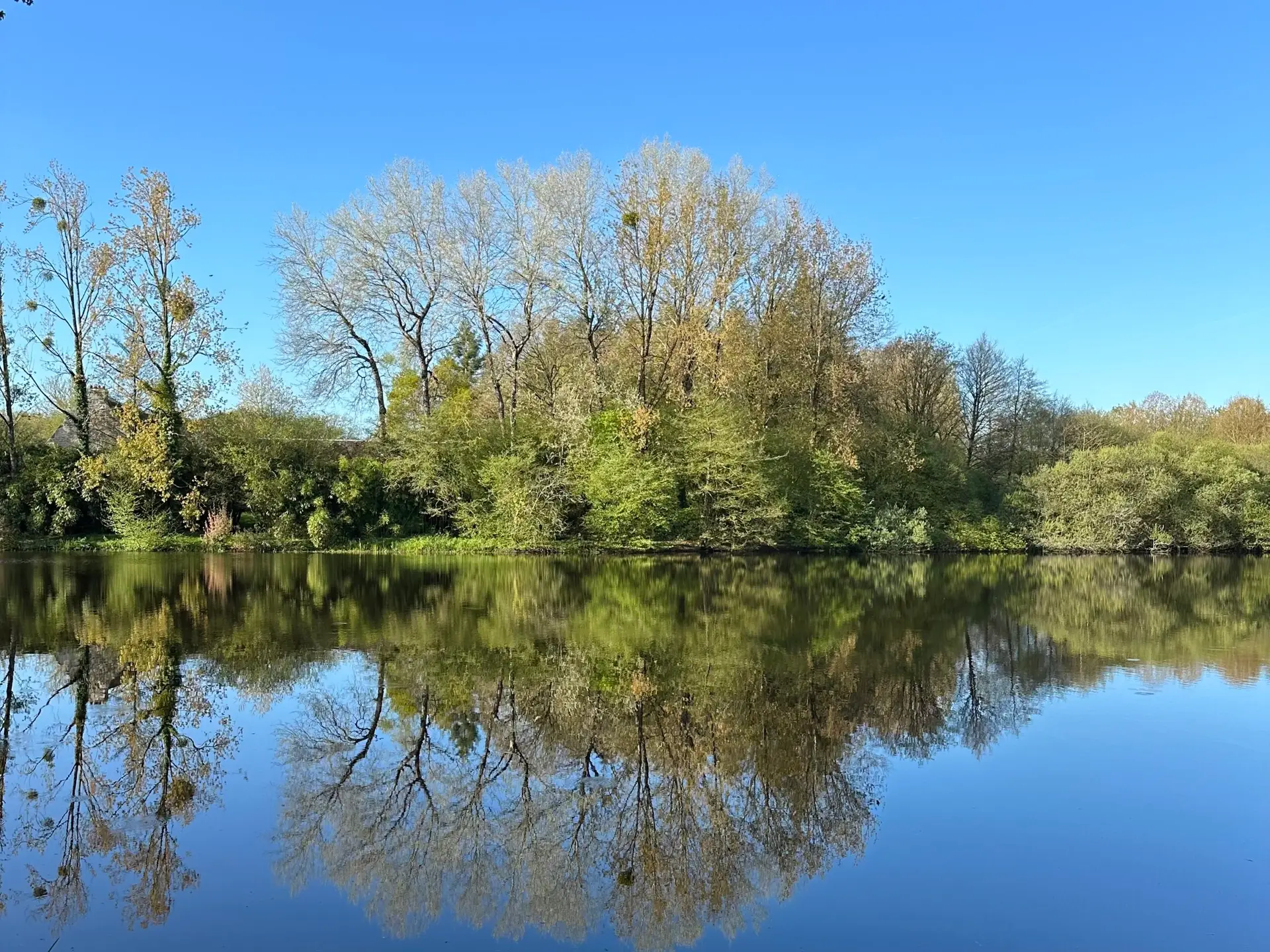 Narcisses en fleurs au printemps – jardin des Reflets Roz, Bretagne