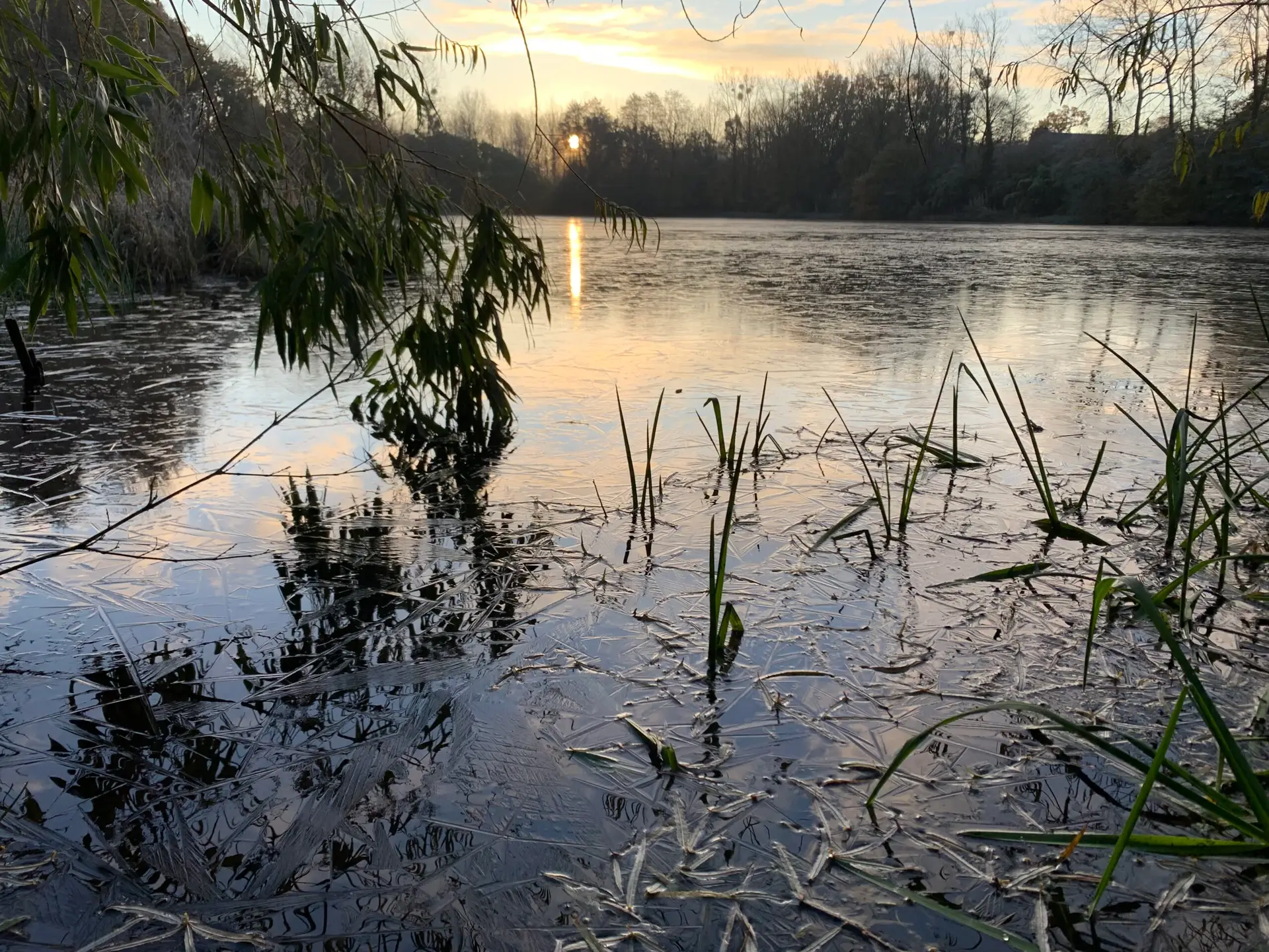 Narcisses en fleurs au printemps – jardin des Reflets Roz, Bretagne