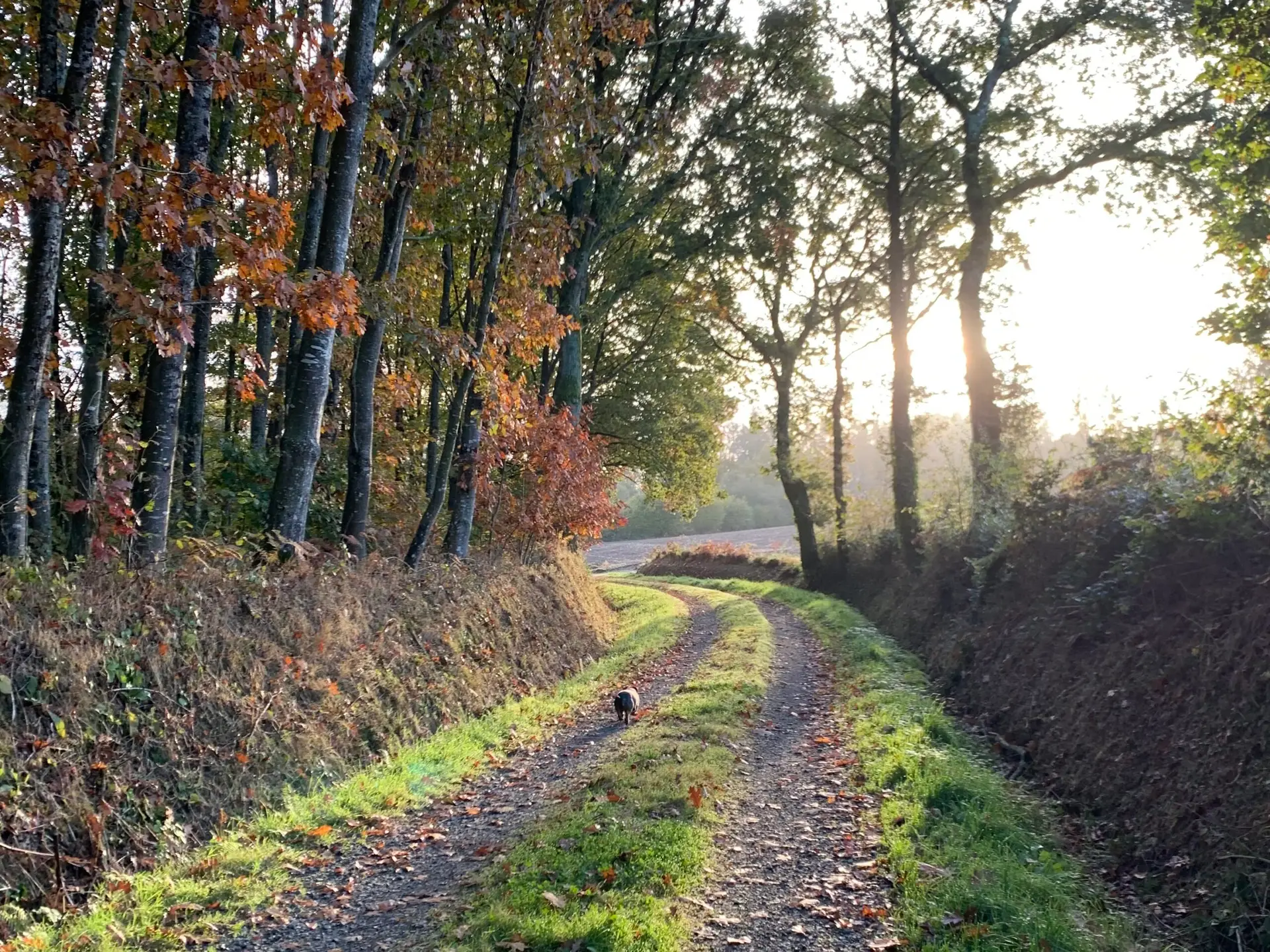 Chemin forestier en automne près des Reflets Roz – balades nature en Côtes-d'Armor