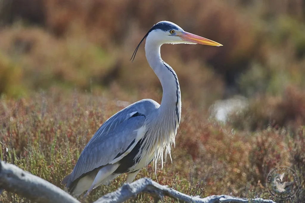 Héron posé sur l'étang – refuge LPO Les Reflets Roz, Bretagne