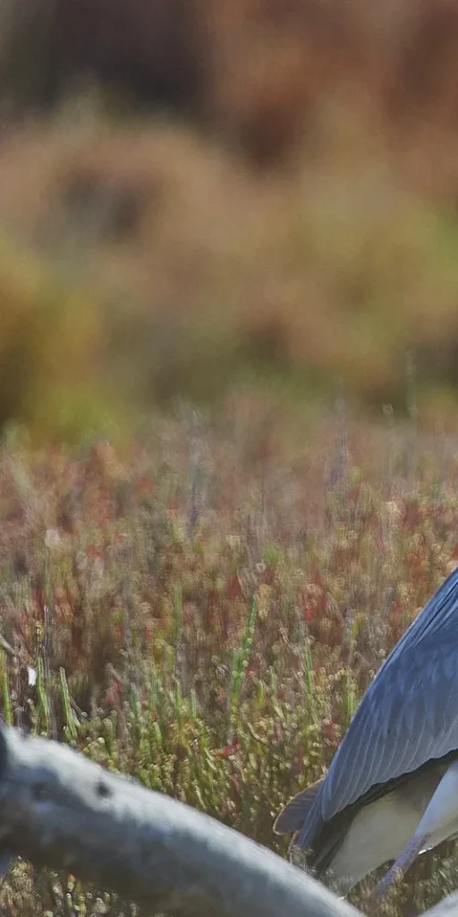 Héron cendré au bord de l'étang – faune sauvage du domaine Les Reflets Roz, Bretagne