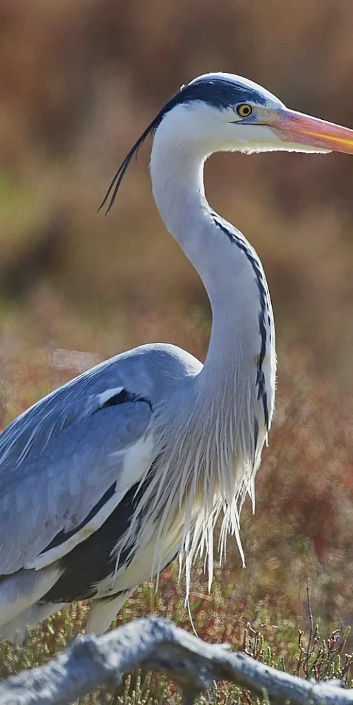 Héron en vol au-dessus de l'étang – nature vivante aux Reflets Roz, Côtes-d'Armor