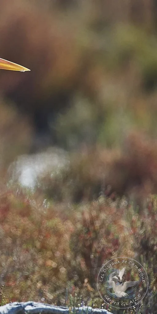Héron posé sur l'étang – refuge LPO Les Reflets Roz, Bretagne