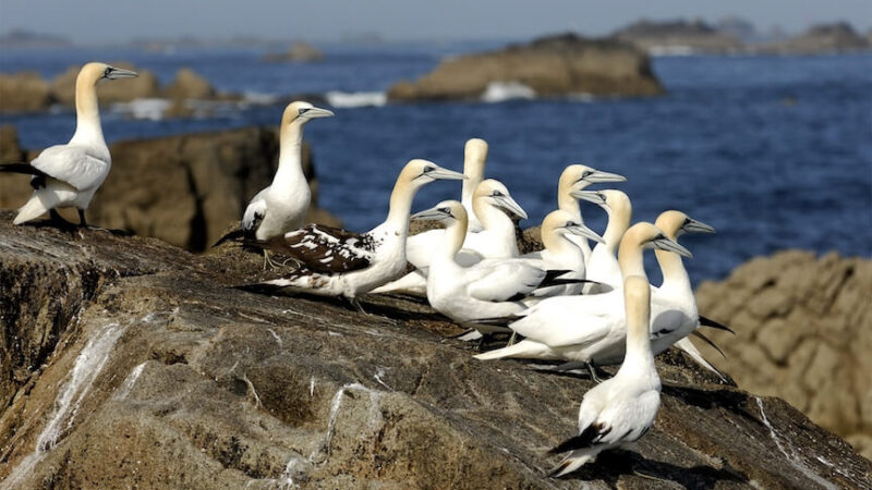 Perros-guirec_2010-07_fou-de-bassan_yannick-le-gal