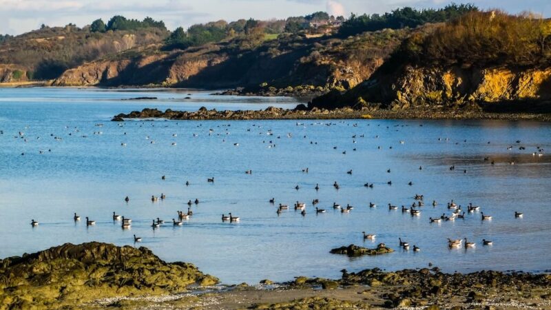 bernache-froteven-AP (17) (1)