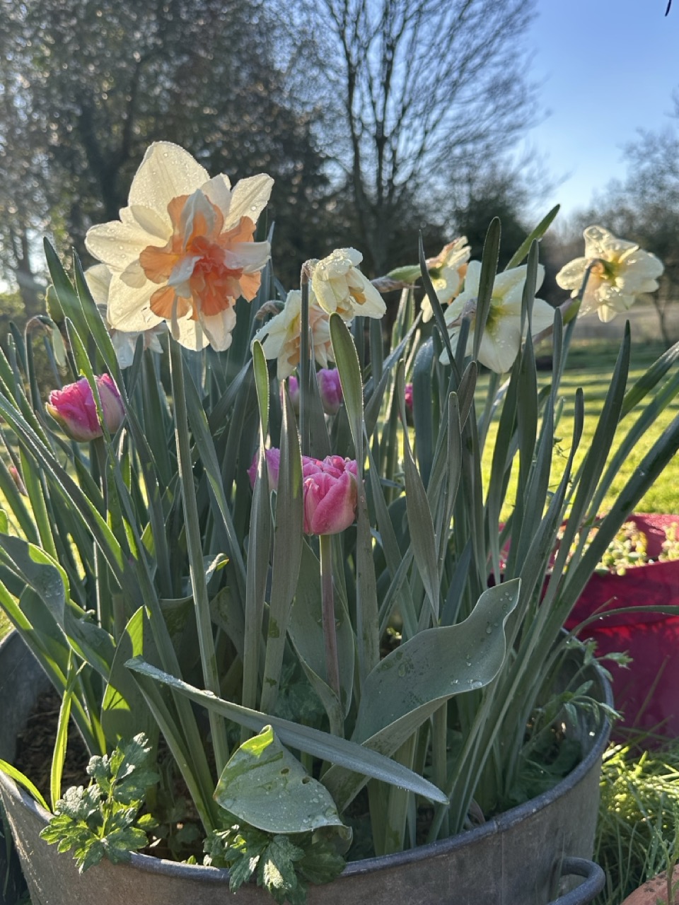 Narcisses en fleurs au printemps – jardin des Reflets Roz, Bretagne