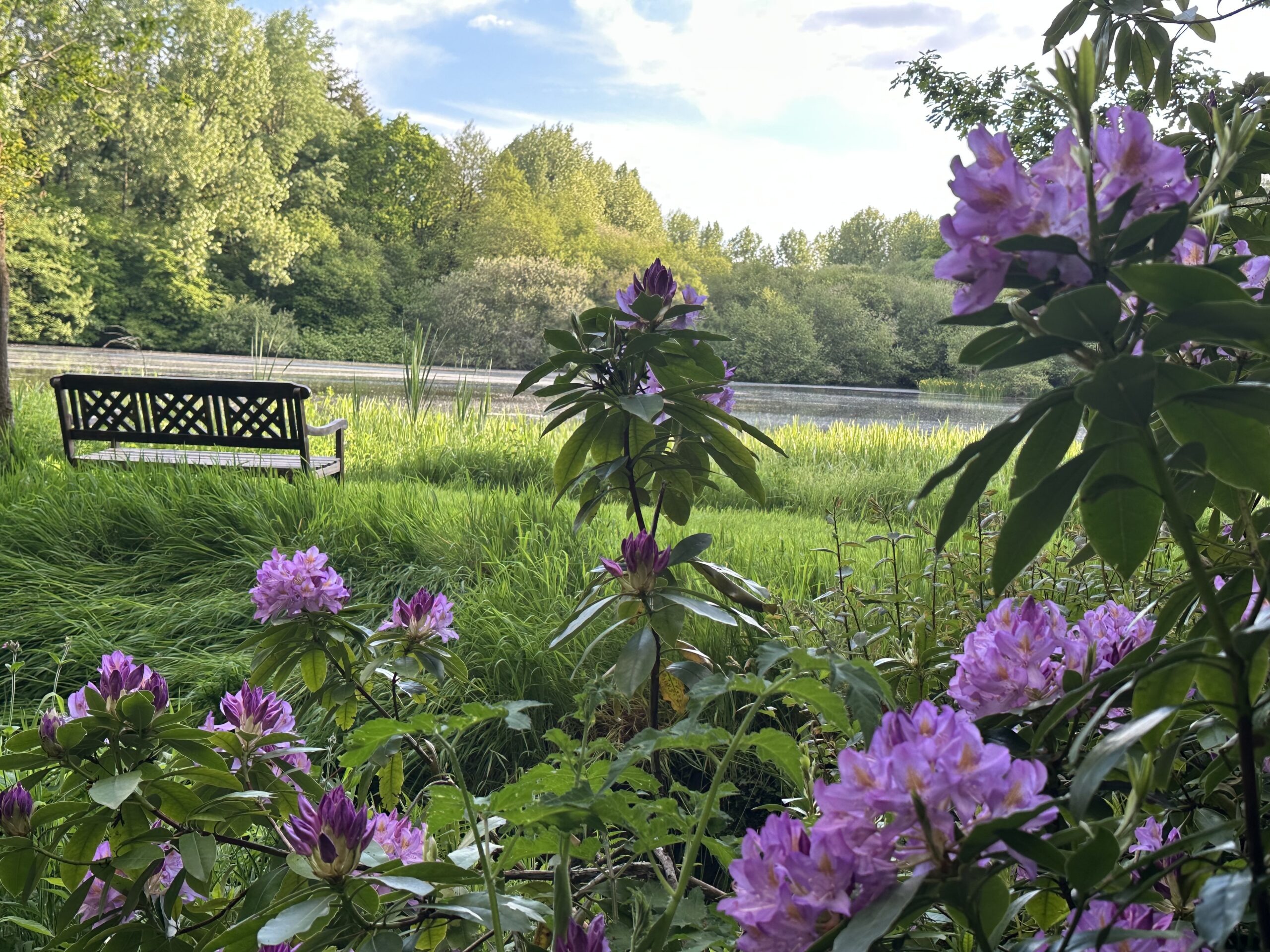 Rhododendrons en fleurs face à l'étang – jardin des Reflets Roz, Côtes-d'Armor, Bretagne