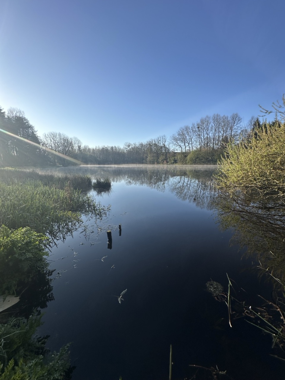 Narcisses en fleurs au printemps – jardin des Reflets Roz, Bretagne