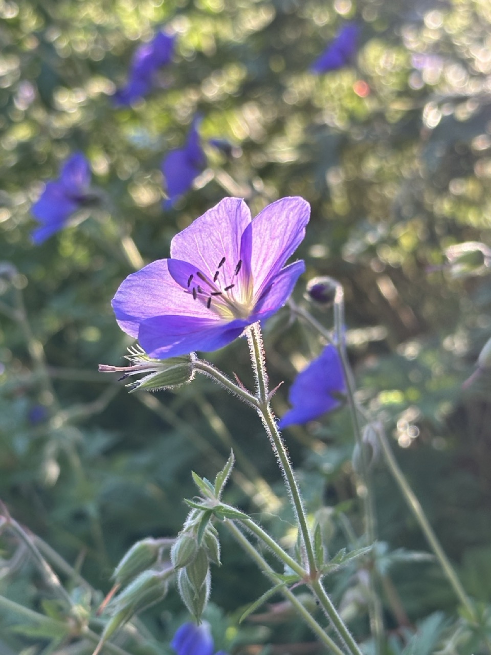 Narcisses en fleurs au printemps – jardin des Reflets Roz, Bretagne