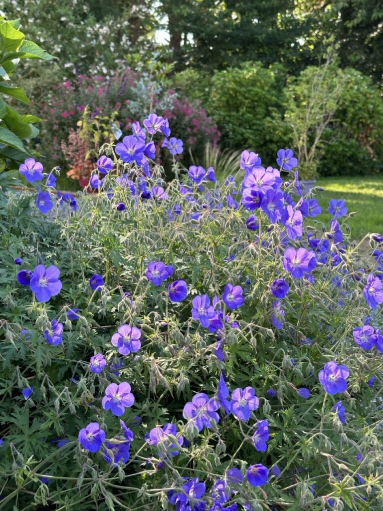 Rhododendrons en fleurs et banc face à l'étang – se détendre au bord de l'eau, Les Reflets Roz, Bretagne