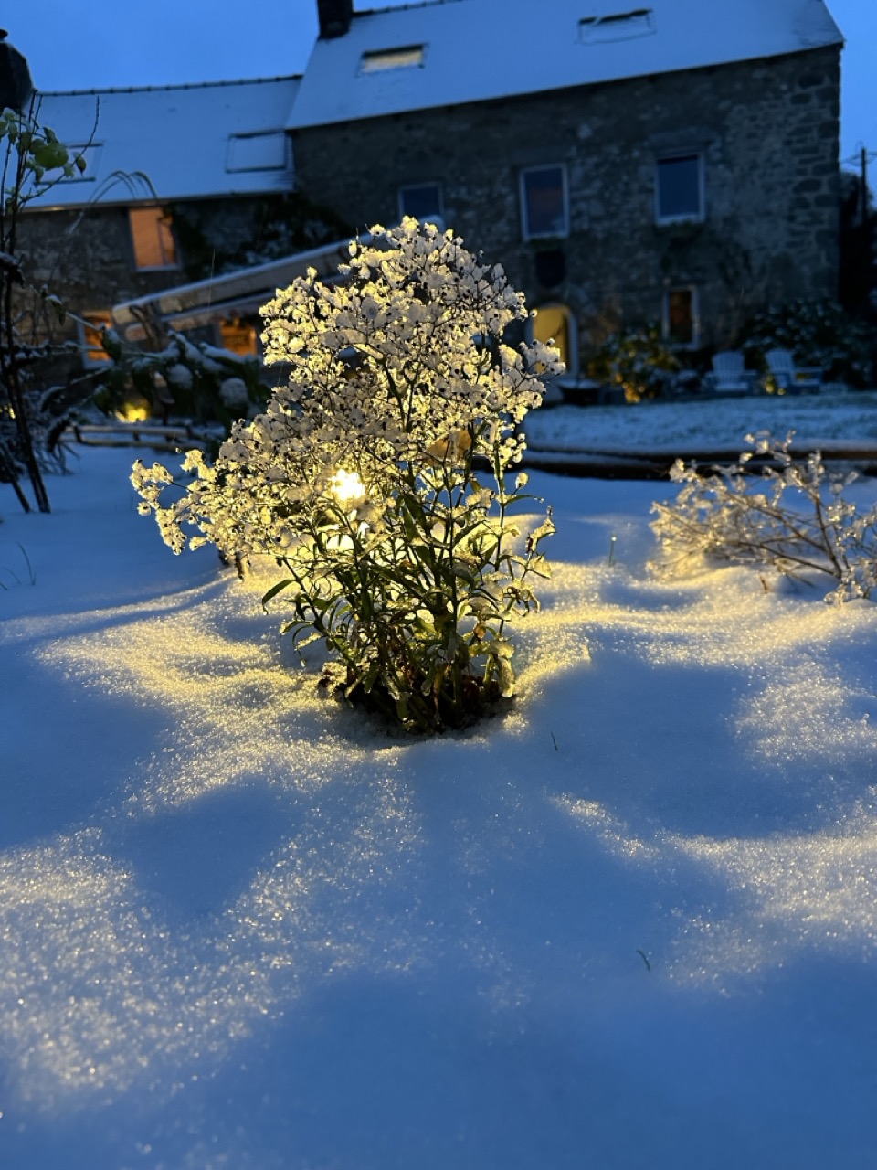 Narcisses en fleurs au printemps – jardin des Reflets Roz, Bretagne