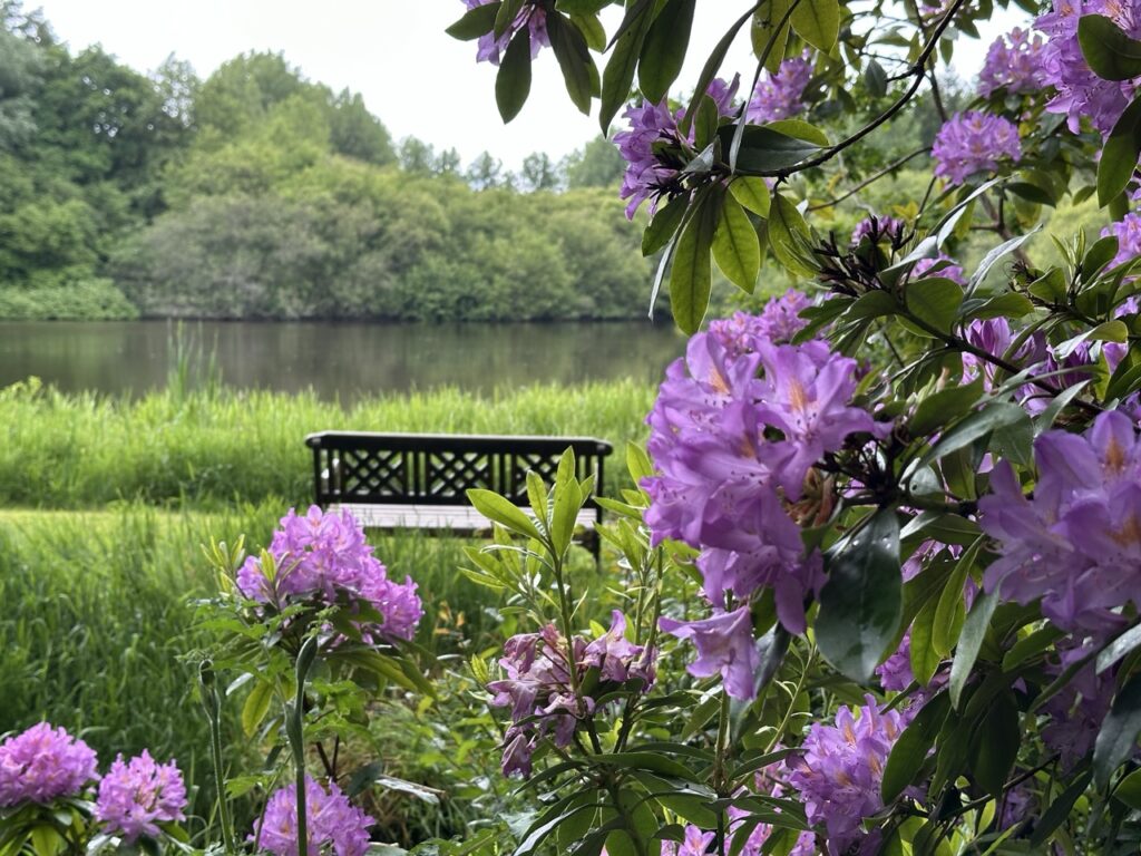 Rhododendrons en fleurs et banc face à l'étang – se détendre au bord de l'eau, Les Reflets Roz, Bretagne