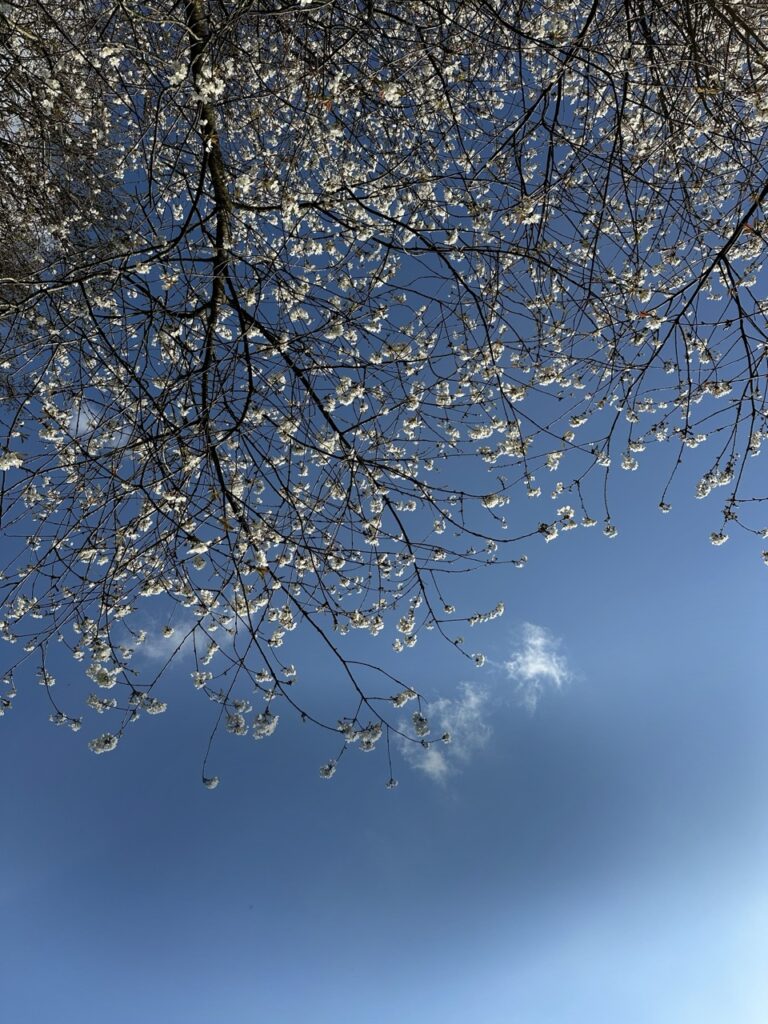 Arbre en fleurs sous ciel bleu – domaine des Reflets Roz, Bretagne