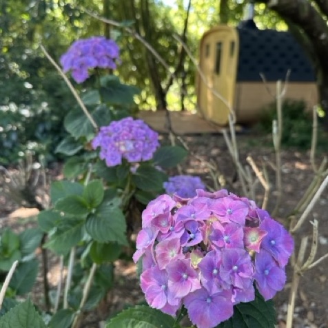 Hortensias en fleurs devant le sauna – domaine bien-être Les Reflets Roz, Bretagne