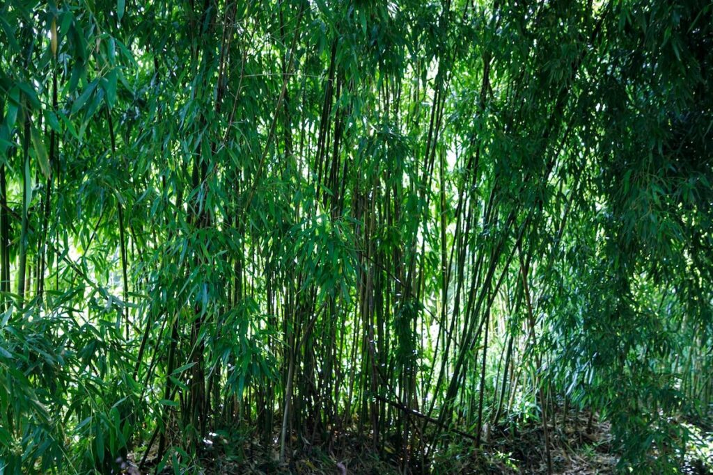 Bambouseraie des Reflets Roz - chambre d'hôte nature en Bretagne