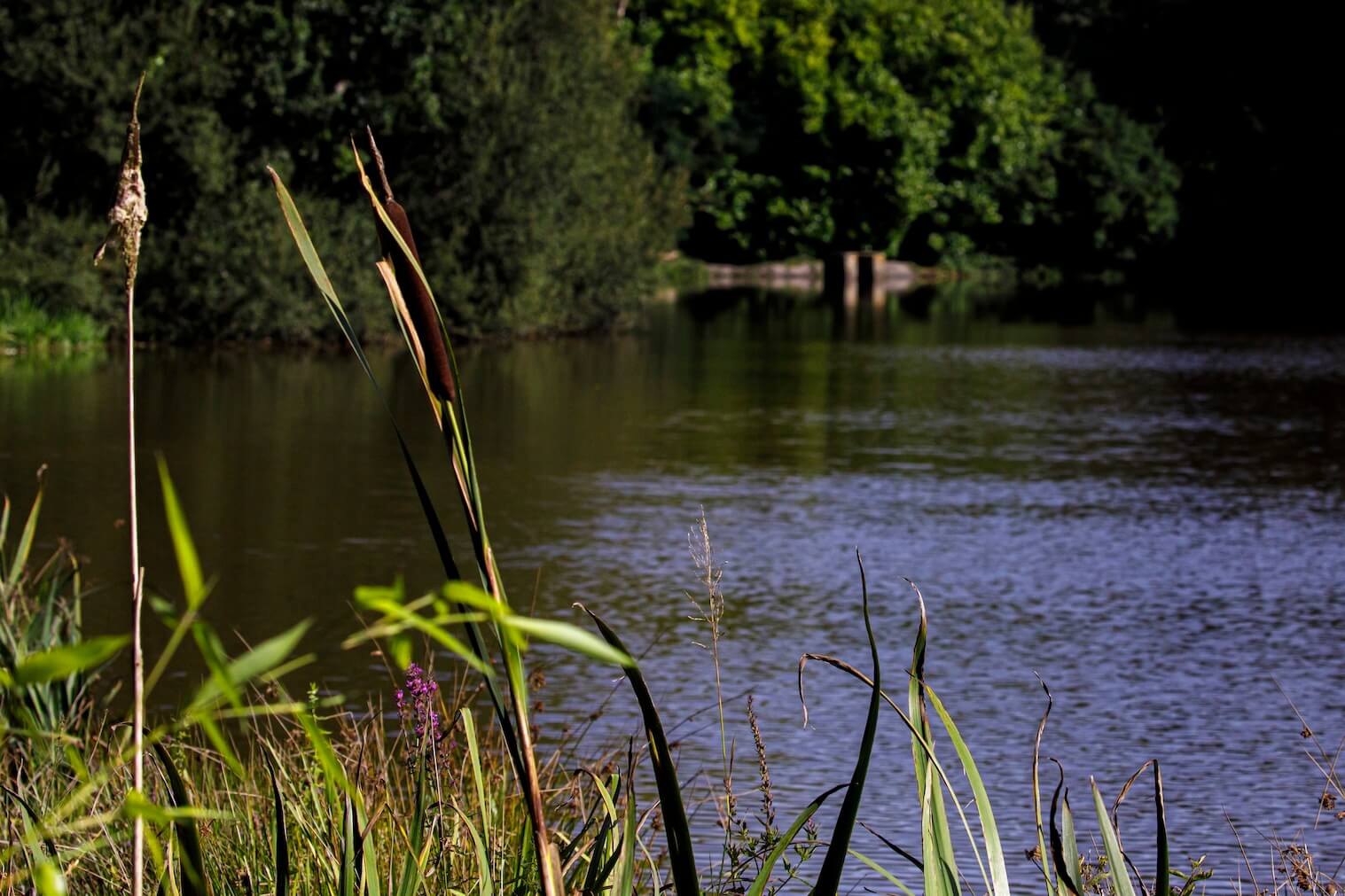 Etang et roseaux aux Reflets Roz - chambre nature de caractère en Bretagne