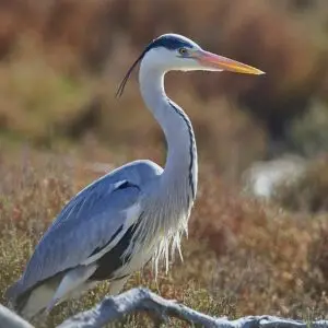 Lire la suite à propos de l’article Les Reflets Roz, refuge LPO — ce que ça veut dire vraiment